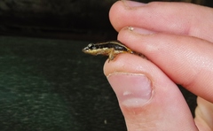 Epipedobates machalilla