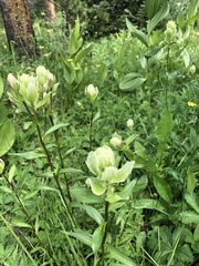 Castilleja occidentalis