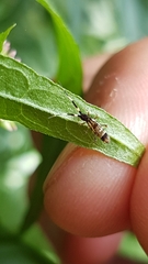 Orchesella flavescens