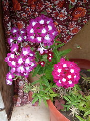 Glandularia × hybrida