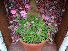 Glandularia × hybrida