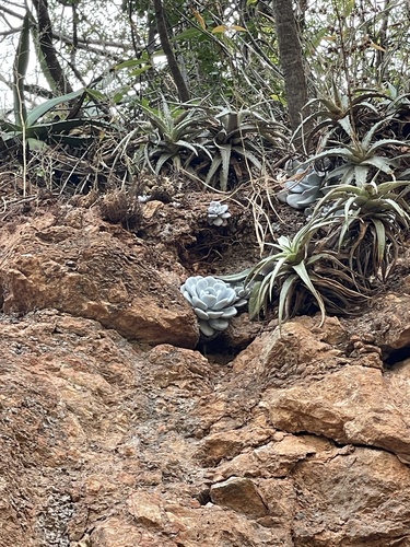 Rosa-de-pedra
