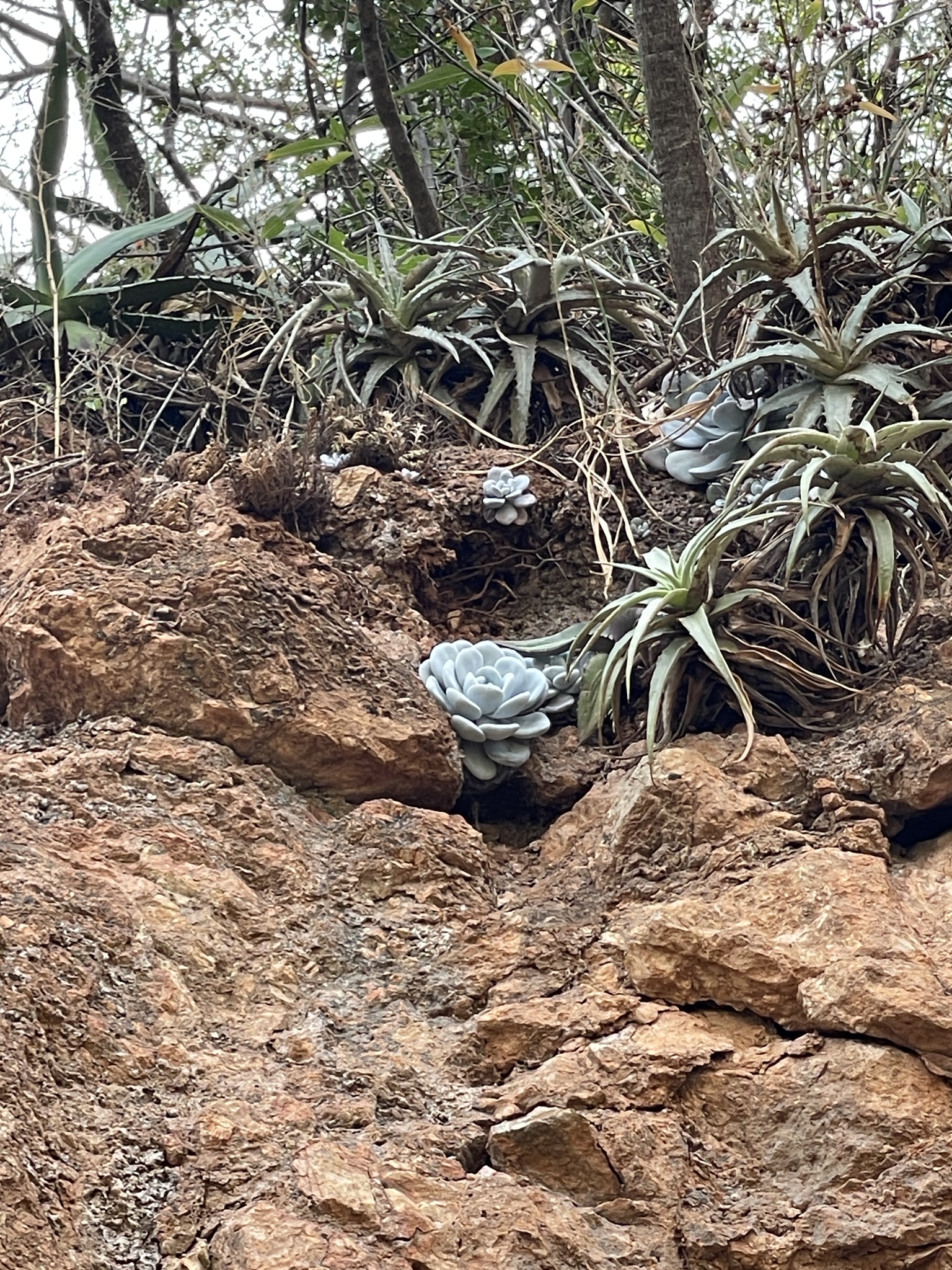 Imagem de Rosa-de-pedra