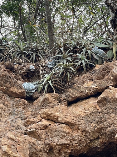 Foto de Rosa-de-pedra