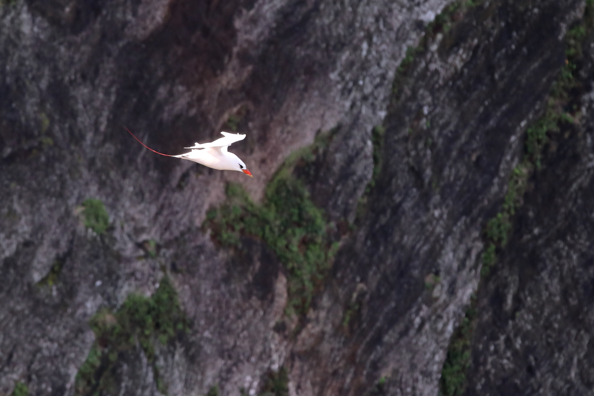 Red-tailed Tropicbird