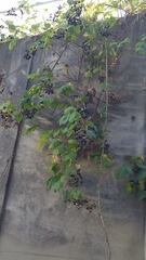 Candicantes