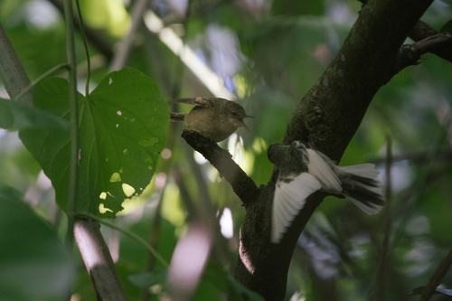 Pitcairn Reed Warbler (Acrocephalus vaughani), photo 3