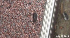 Koreoniscus racovitzai