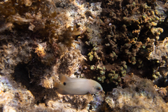 クロソラスズメダイ