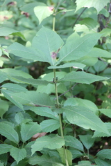 Triosteum
