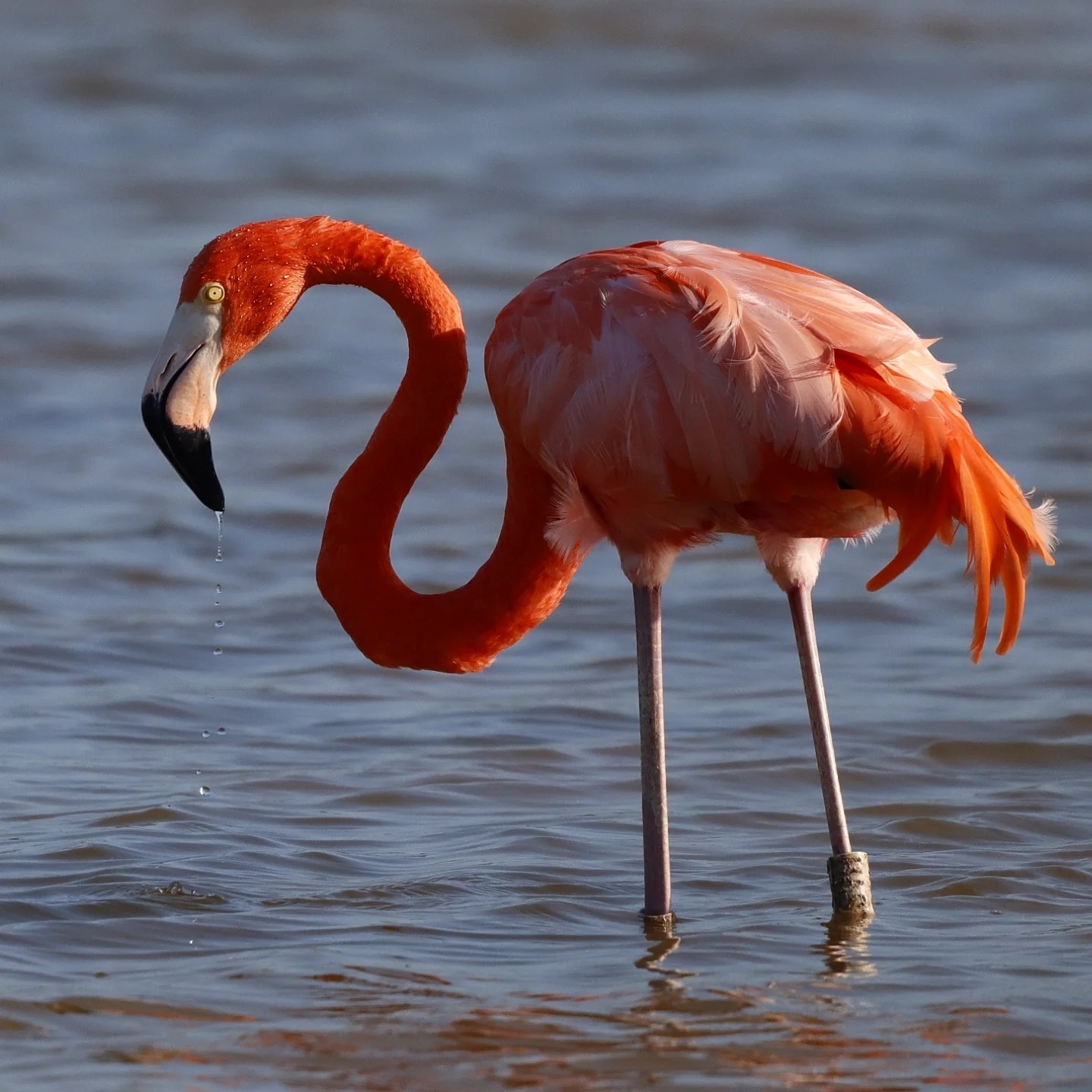 American Flamingo (Phoenicopterus ruber)