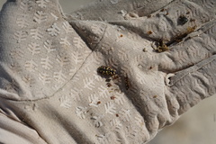 Acmaeodera gibbula