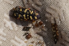 Acmaeodera gibbula
