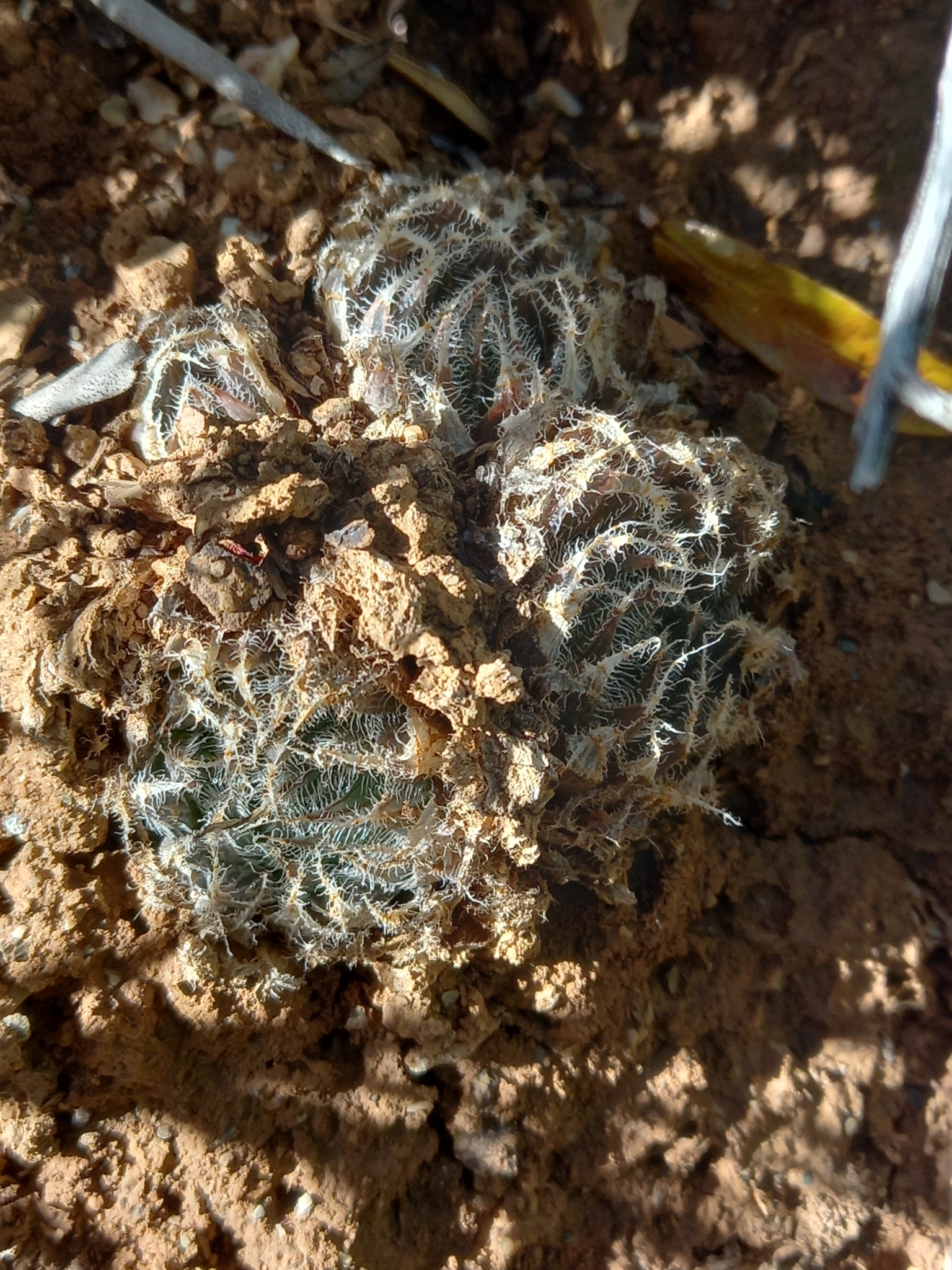 Haworthia cooperi