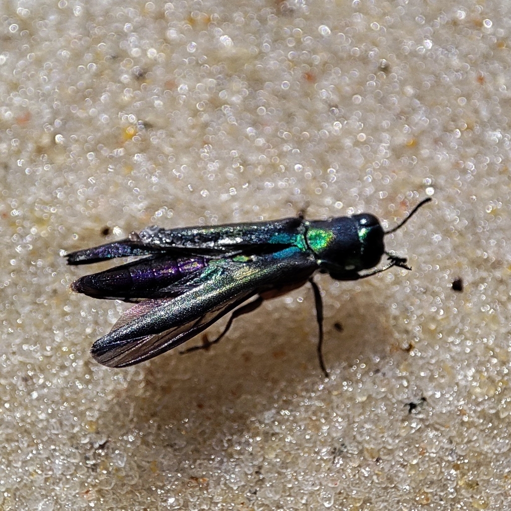Neotropicantius