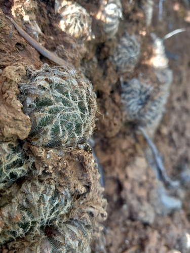 Image of Haworthia cooperi by (c) Christiaan Viljoen, some rights reserved (CC BY)