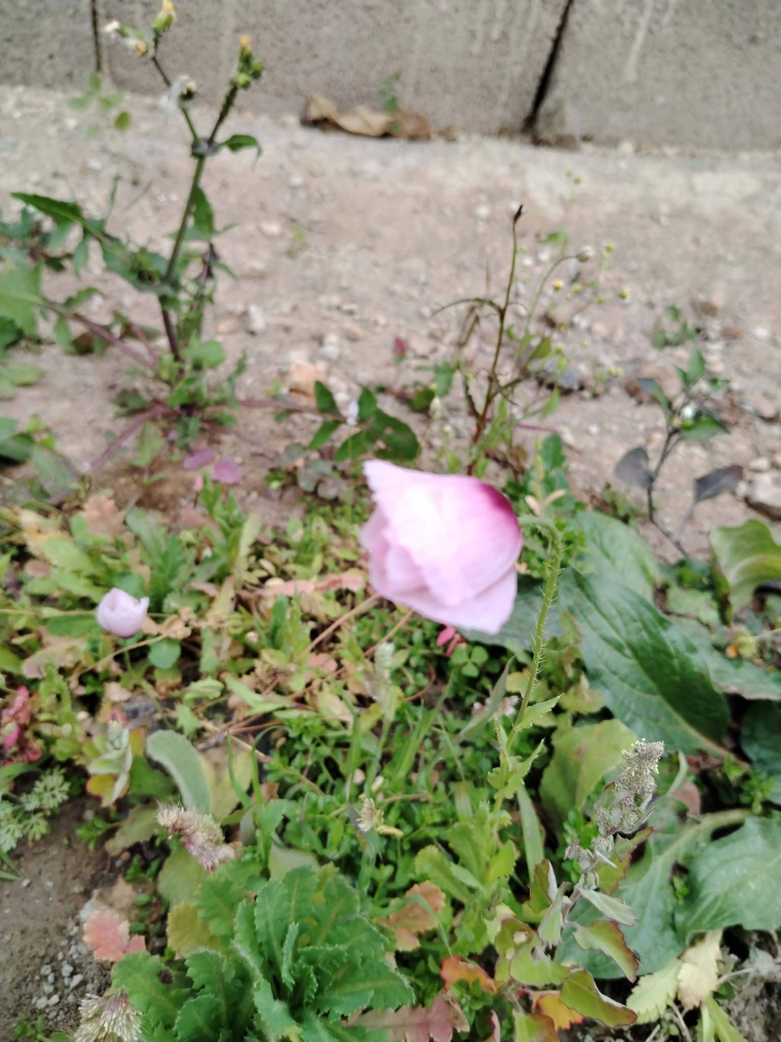 Papaver setigerum