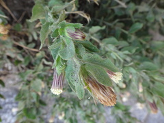 Brickellia greenei