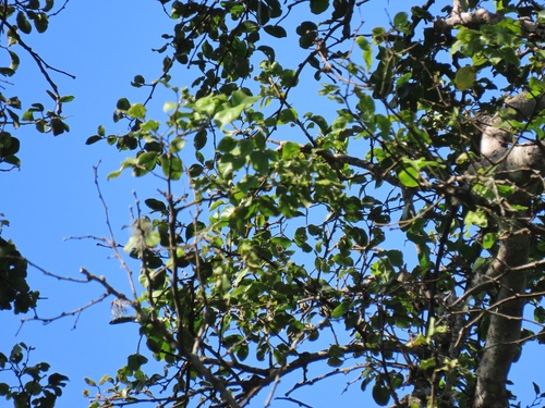 Foto de Espinheira