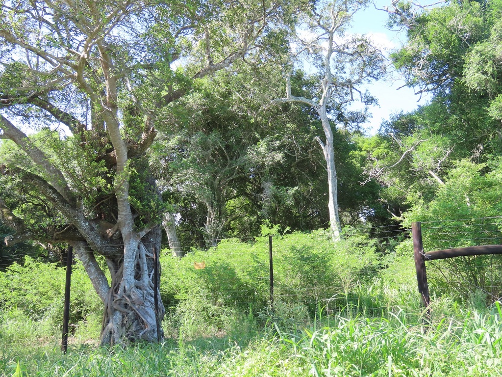 Foto de Gameleira