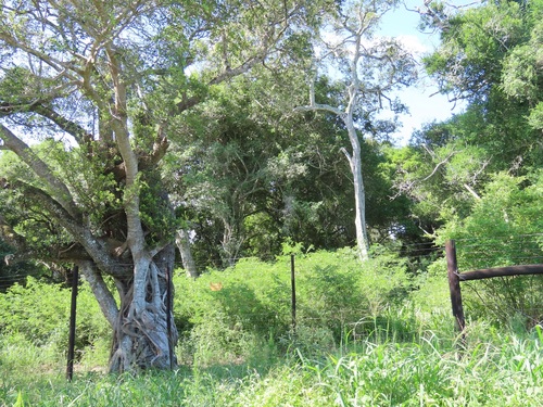 Gameleira