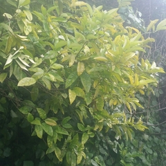 Citrus paridisi