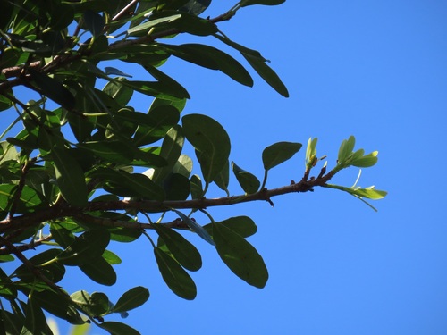 Foto de Gameleira