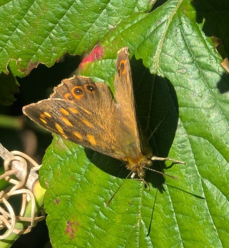 Canary Speckled Wood photo 5