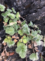 Potentilla villosa