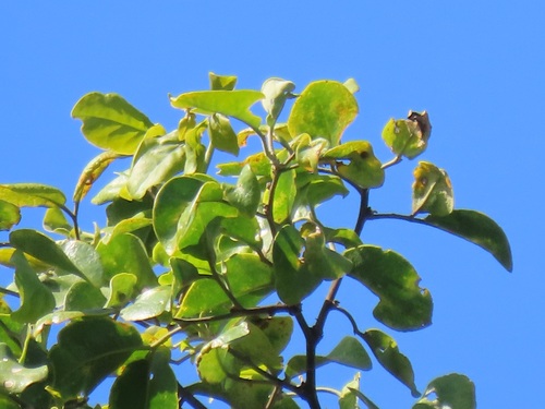 Foto de Espinheira