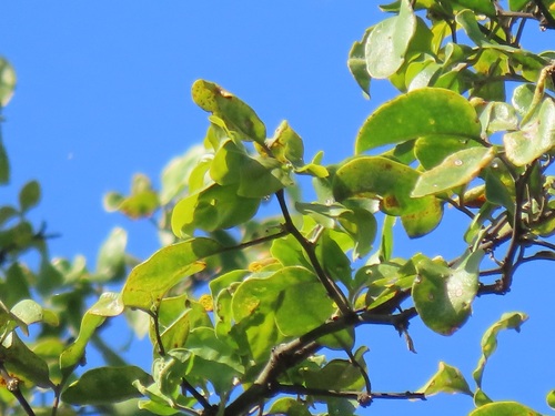 Foto de Espinheira