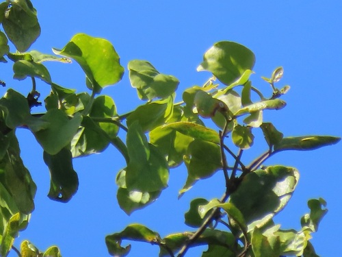 Foto de Espinheira