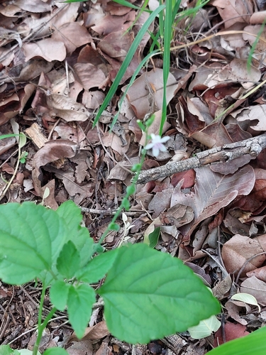 Foto de Priva flabelliformis