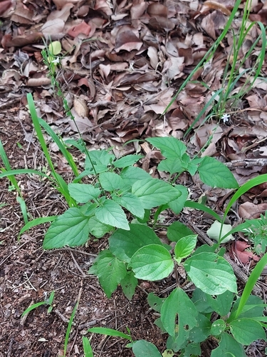 Foto de Priva flabelliformis