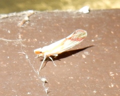 Otiocerus coquebertii