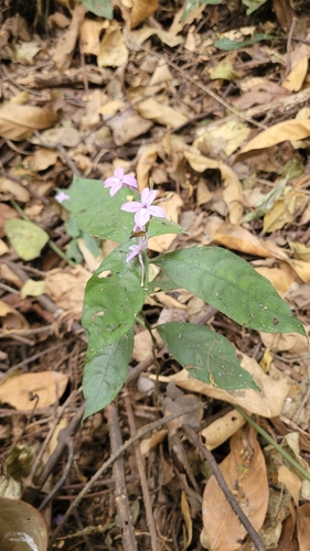 Pseuderanthemum tunicatum