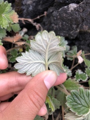 Potentilla villosa