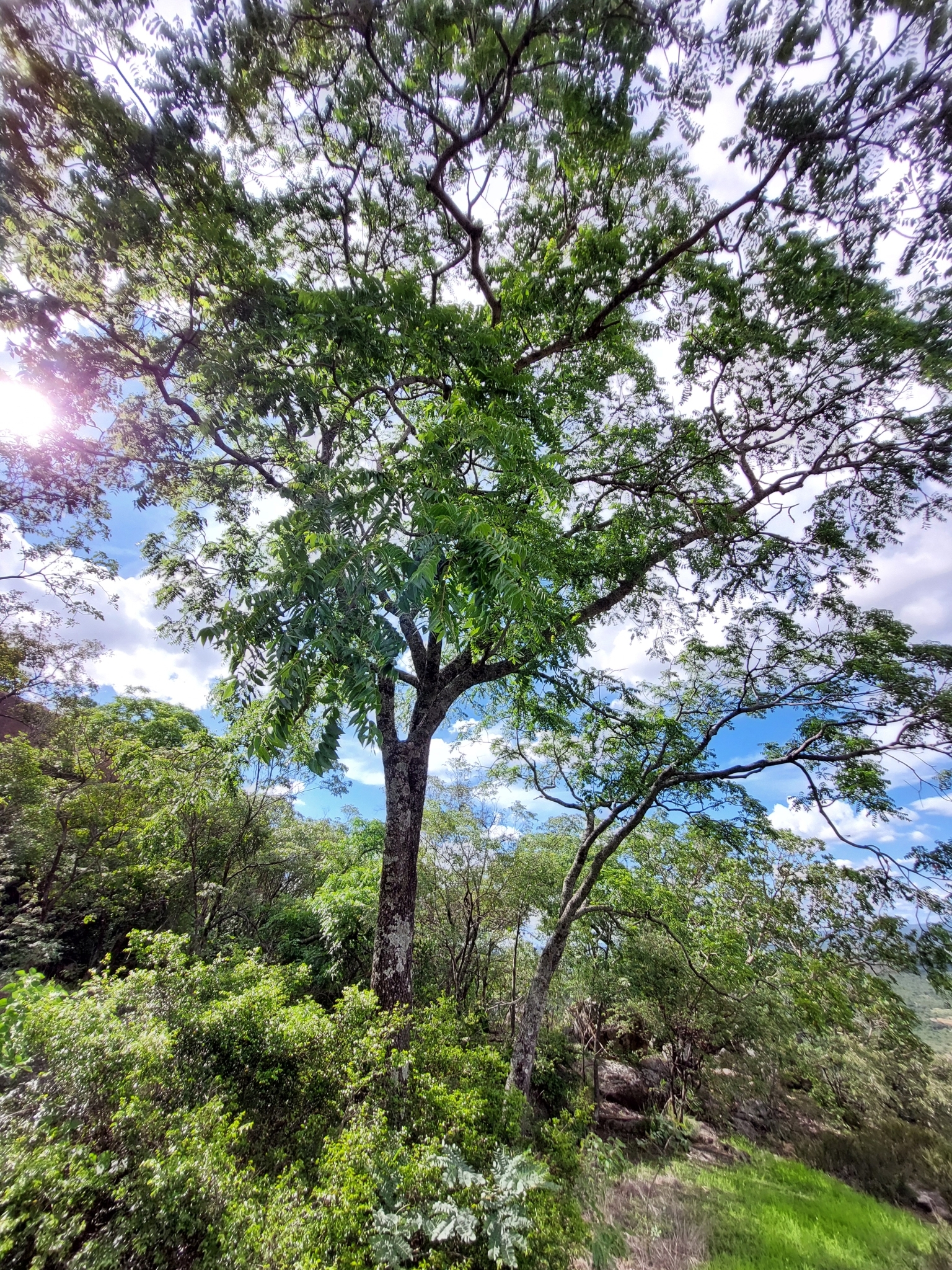 Imagem de Mopane