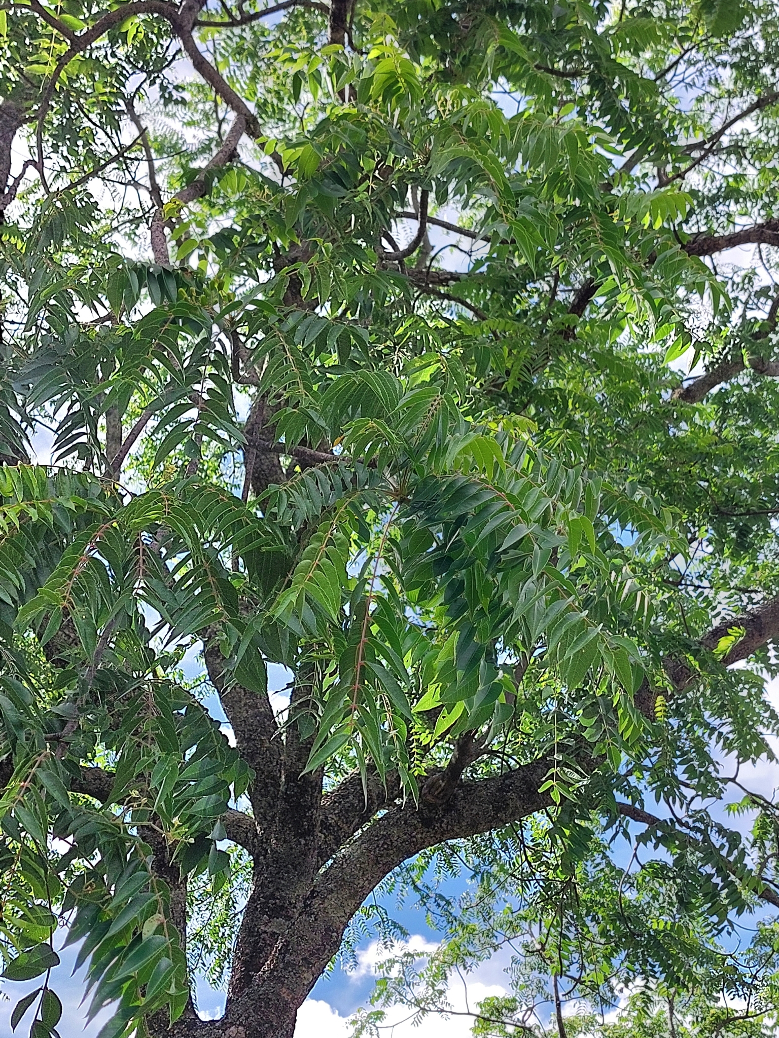 Imagem de Mopane