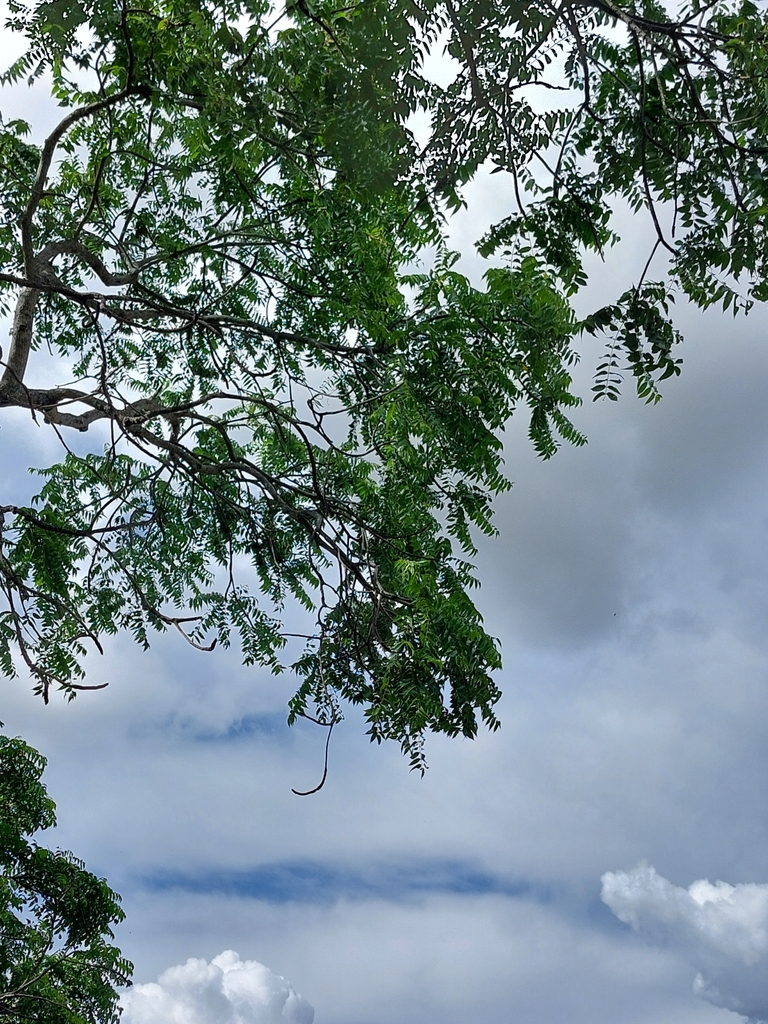 Foto de Mopane