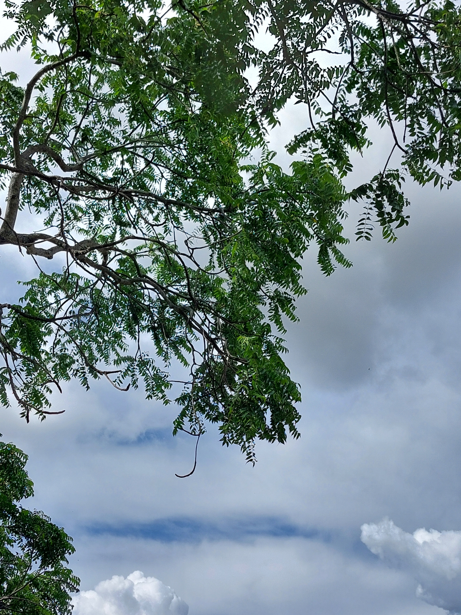 Imagem de Mopane