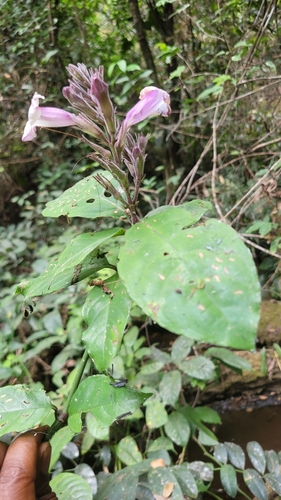 Asystasia scandens