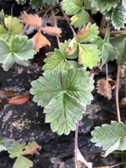 Potentilla villosa