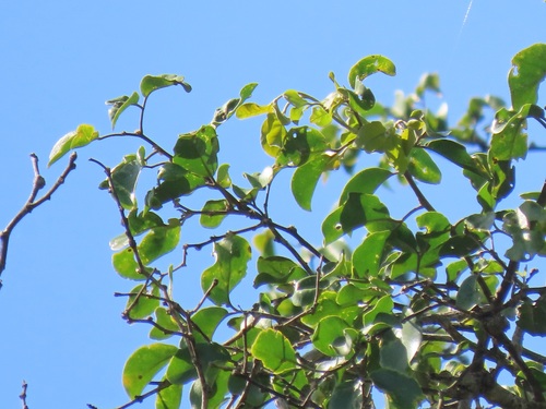 Foto de Espinheira