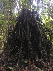 Socratea exorrhiza