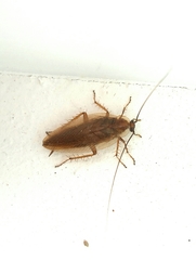 Ectobius vittiventris