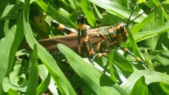 Chromacris speciosa