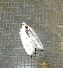 Antaeotricha