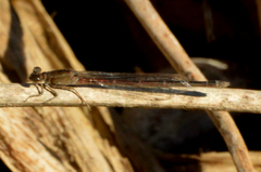 Oxyagrion rubidum