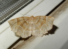 Metarranthis indeclinata